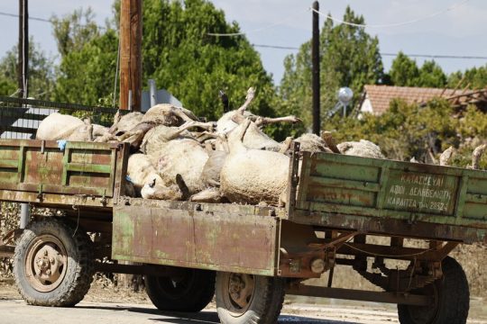 Ενα από τα «ειδικά φορτηγά ψυγεία» στα οποία συλλέγονται και μεταφέρονται για καύση ή ταφή τα νεκρά ζώα